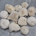 Natural White Coral Decor, Honeycomb Coral, Coastal Home Decor, Aquarium Coral Display