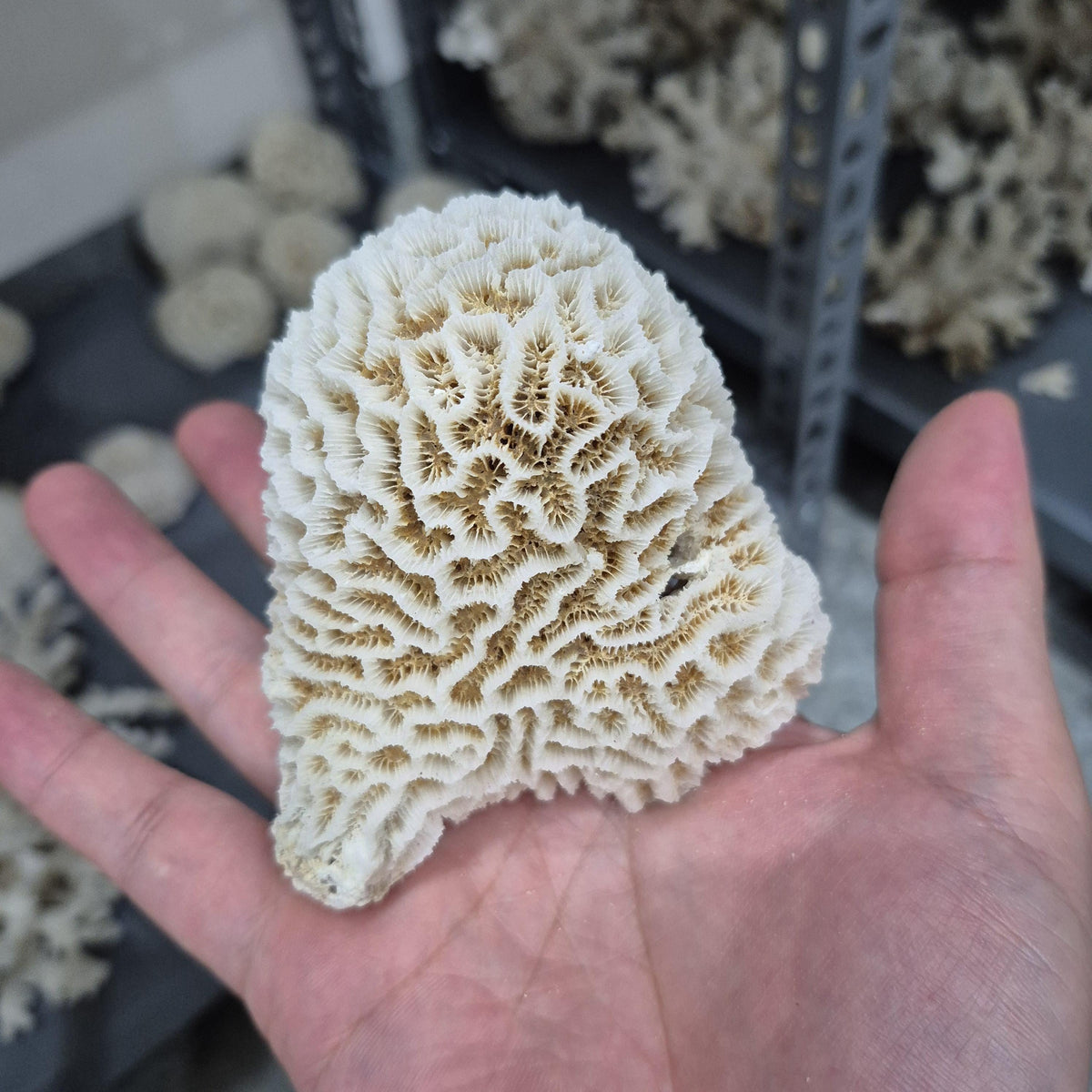 Natural White Coral Decor, Honeycomb Coral, Coastal Home Decor, Aquarium Coral Display