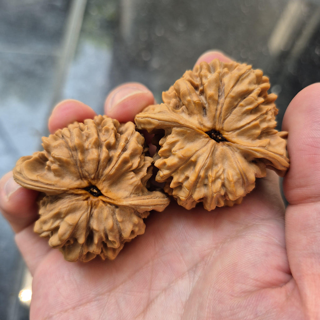Wenwan Walnuts No 488