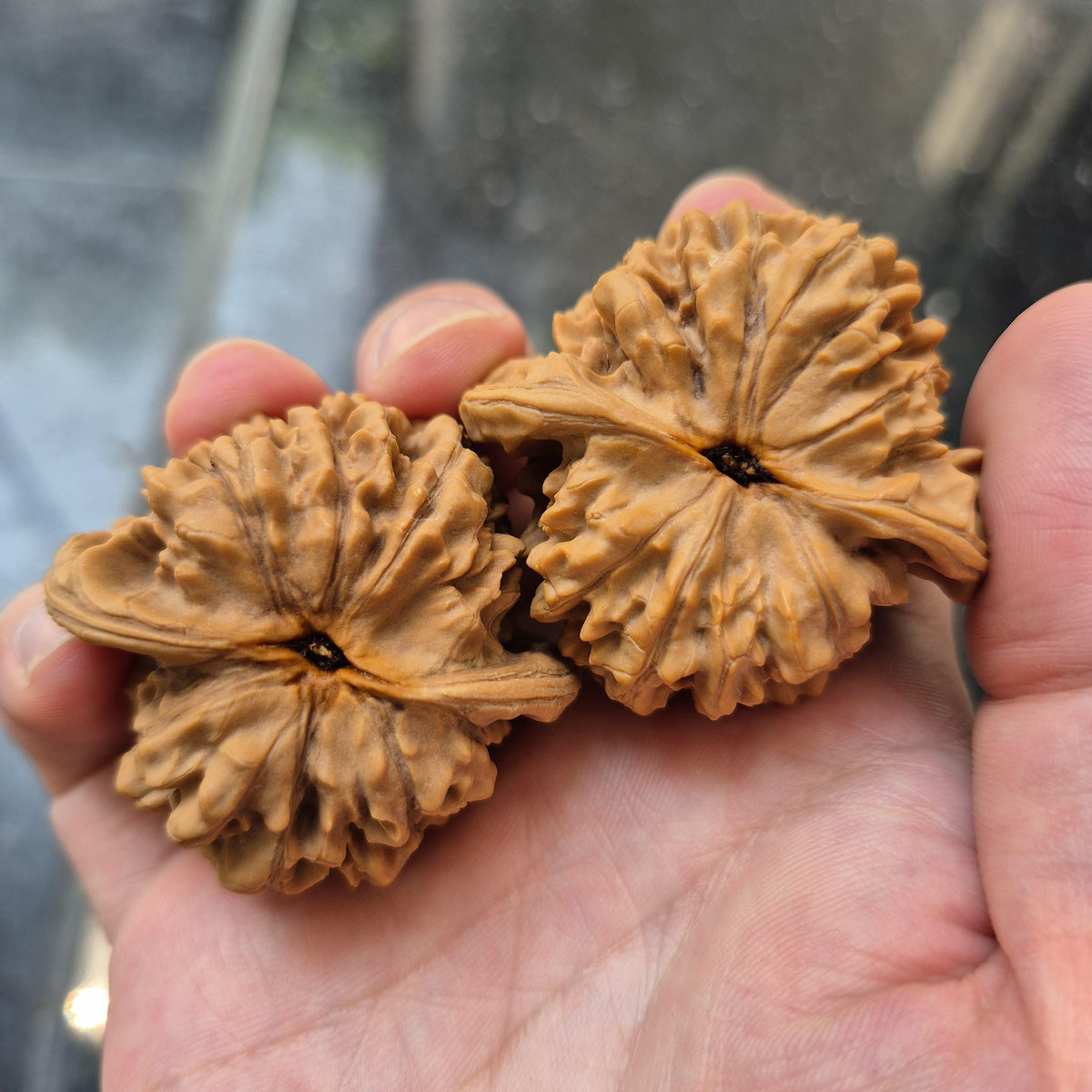 Wenwan Walnuts No 488
