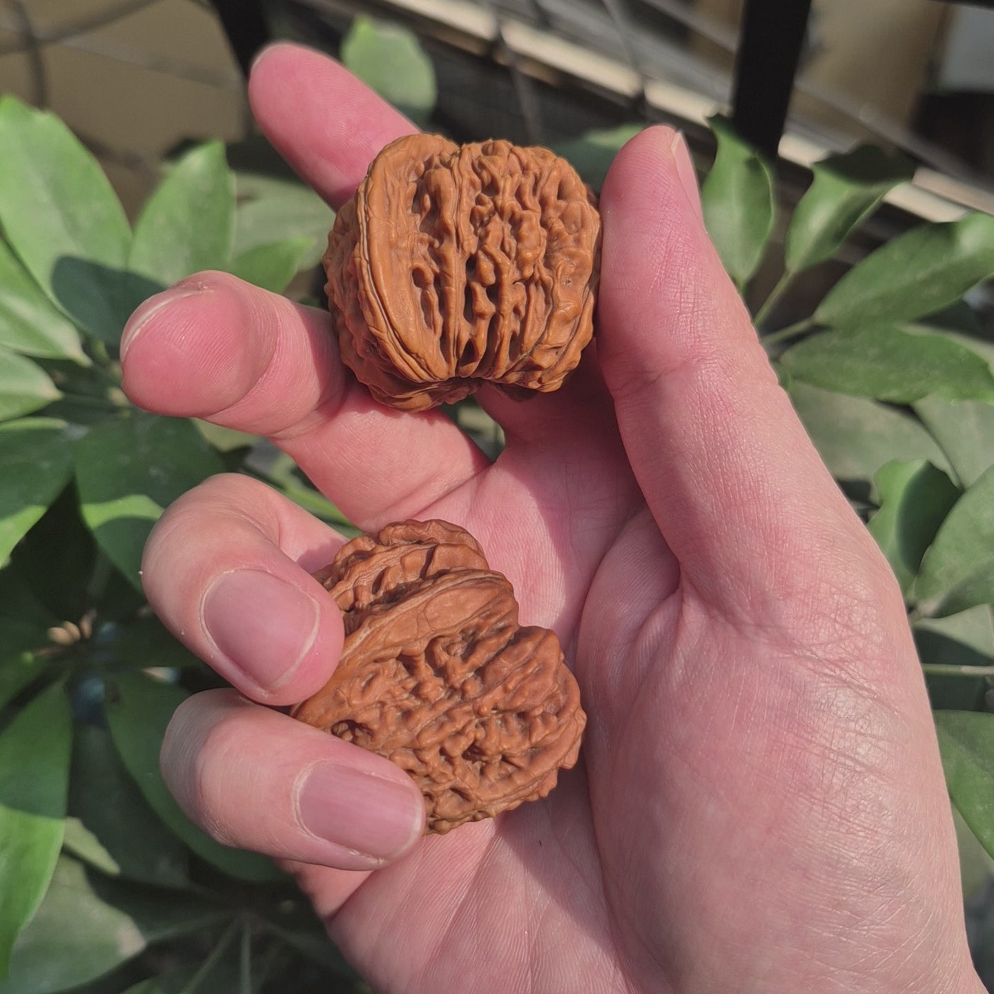 High Quality Wenwan Walnut Hand Rolling Balls, Finger Exercise, Gift Box Included