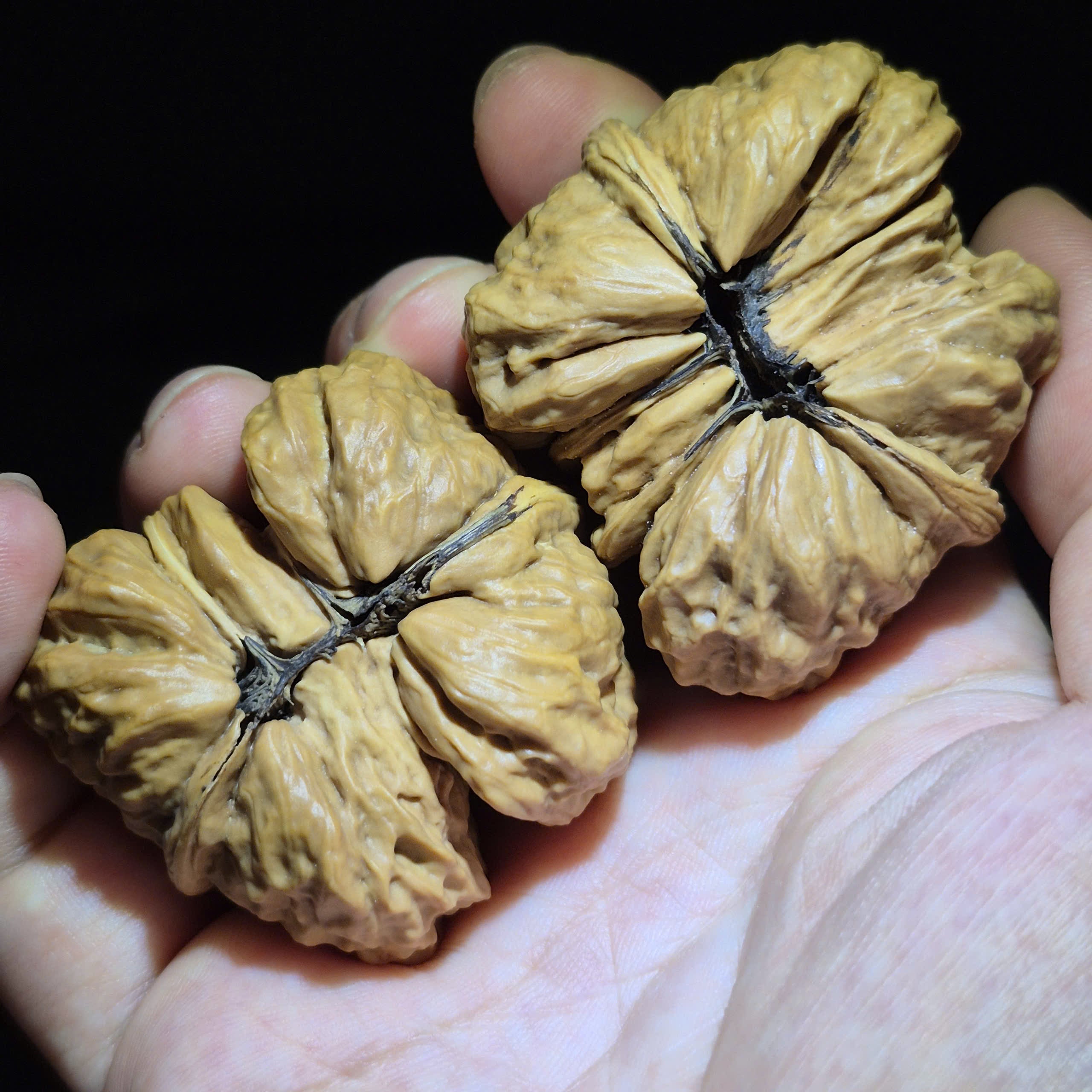 Wenwan Walnuts No 500